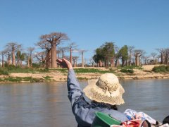 Great Baobabs seen from the Mangoky river in Madagascar